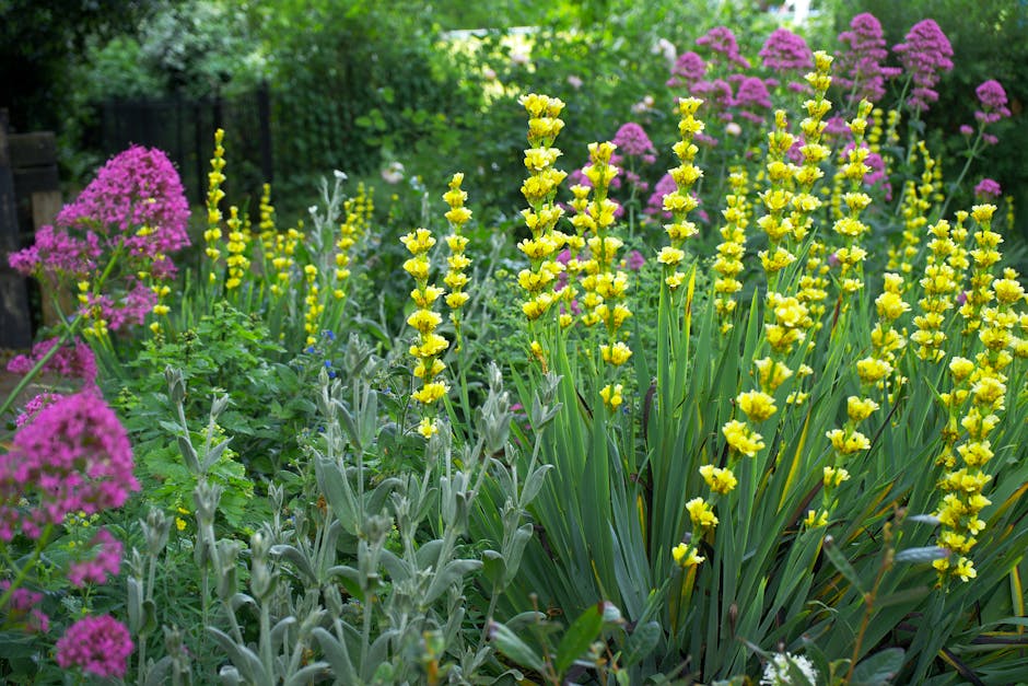 A vibrant front garden scene featuring a variety of blooming plants and well-maintained greenery, with tall yellow flowering plants in the foreground, their blossoms arranged along slender stems among